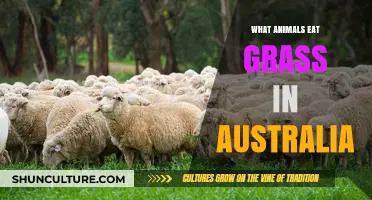 Grass-Eating Animals in Australia: Who Are They?