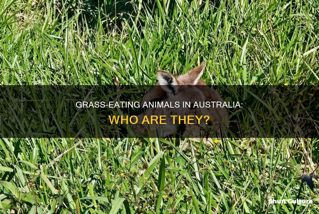 what animals eat grass in australia