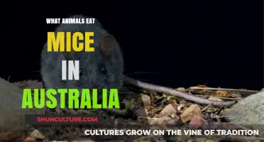 Deadly Australian Wildlife: Mice Predators