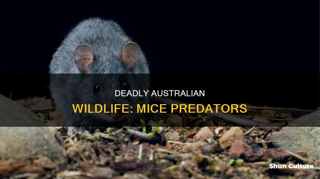 what animals eat mice in australia