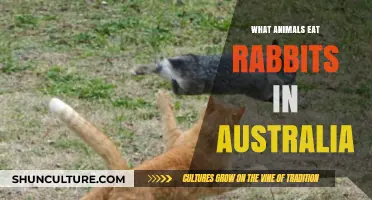 Predators of Rabbits in Australia: Who's Eating Whom?