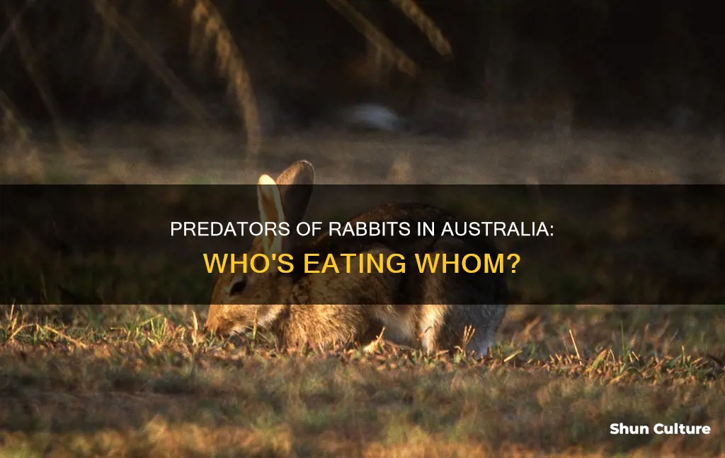 what animals eat rabbits in australia