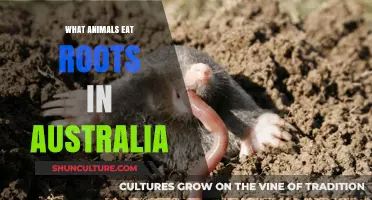 Animals that Eat Roots in Australia