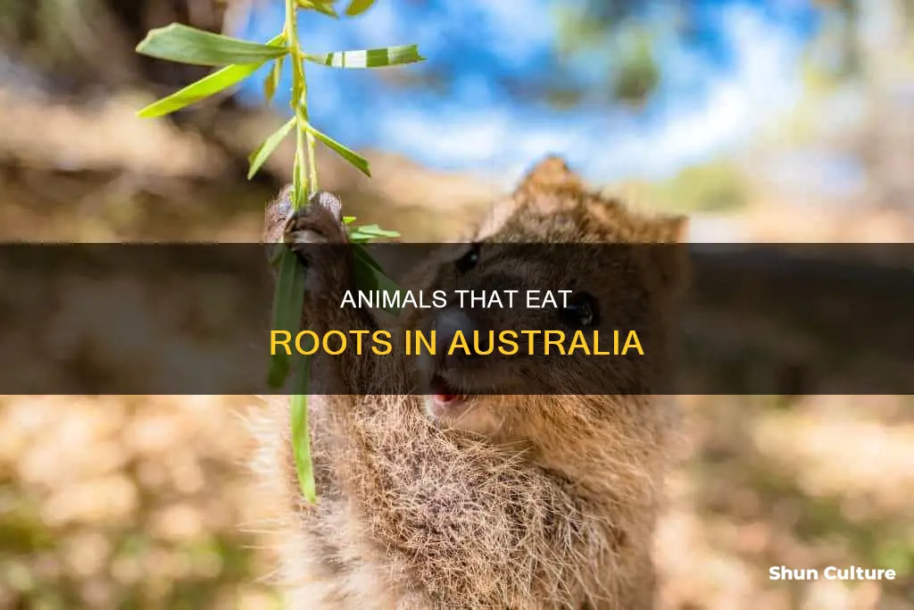 what animals eat roots in australia