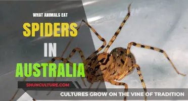 Deadly Aussie Animals That Eat Spiders