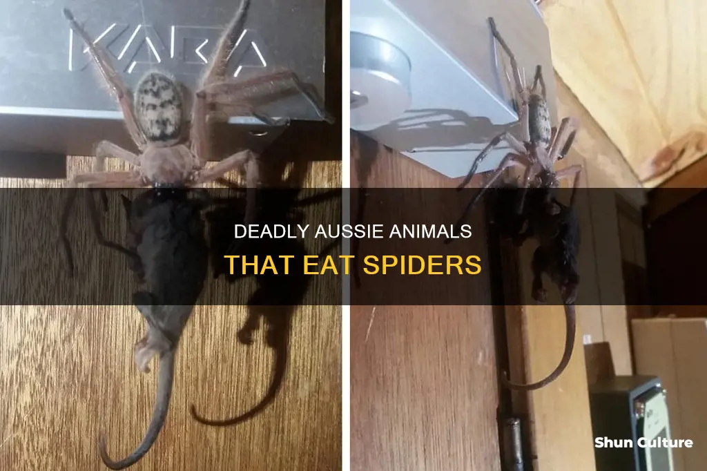 what animals eat spiders in australia