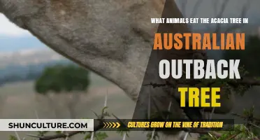 Grazing the Australian Outback: Animals that Feed on Acacia Trees