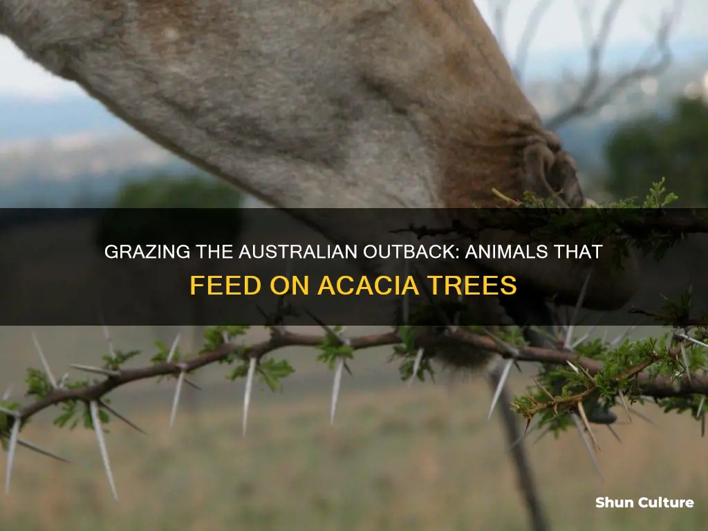 what animals eat the acacia tree in australian outback tree