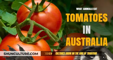 Animals Eating Tomatoes in Australia: Who's the Culprit?