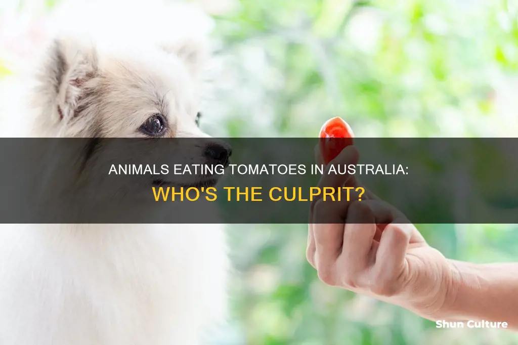 what animals eat tomatoes in australia