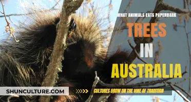Australian Paperbark Trees: Who's Eating Our Heritage?