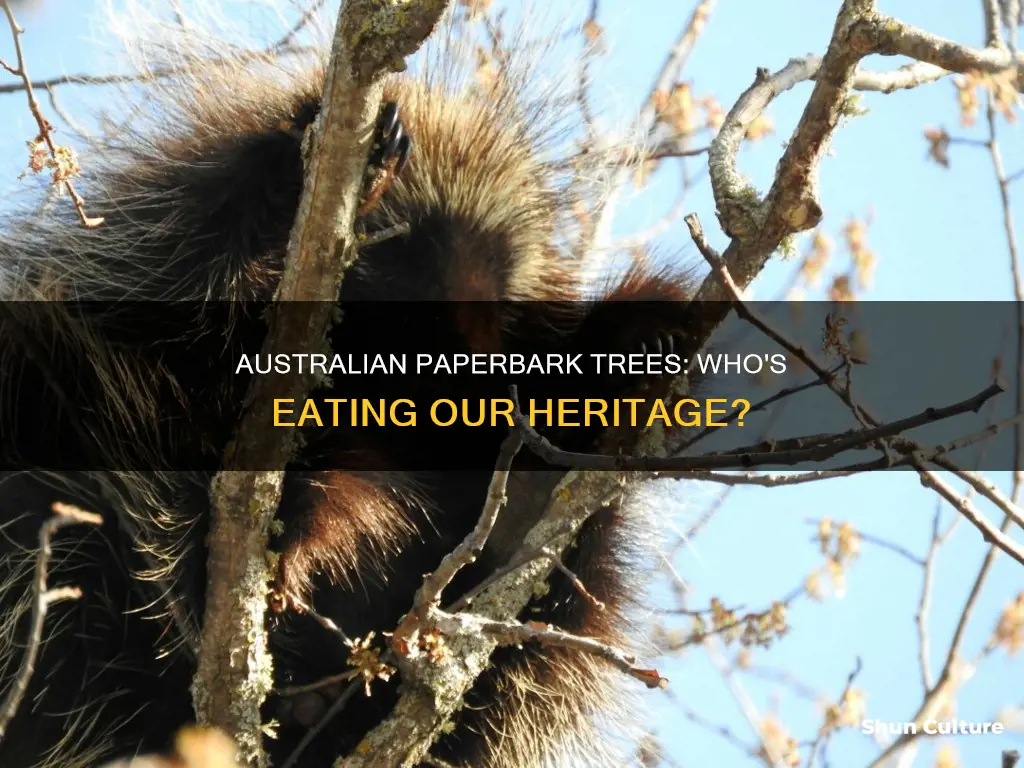 what animals eats paperbark trees in australia