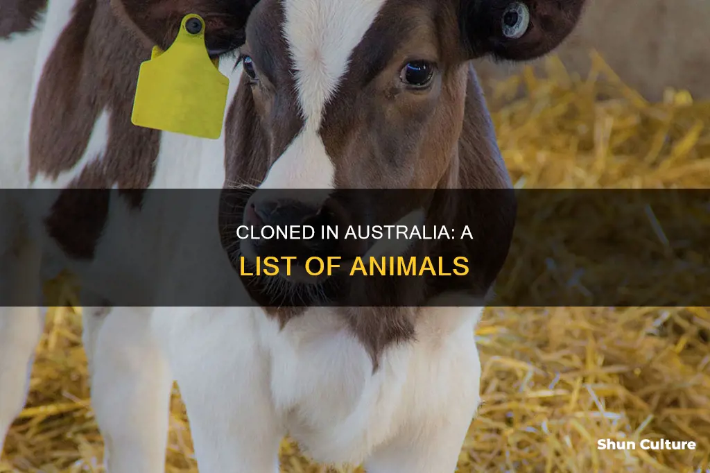 what animals have been cloned in australia