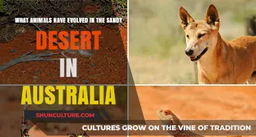 Australian Desert Animals: Evolution and Adaptations