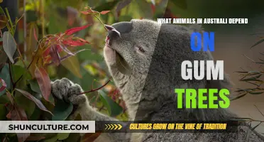 Gum Trees: Vital Lifeline for Australian Wildlife