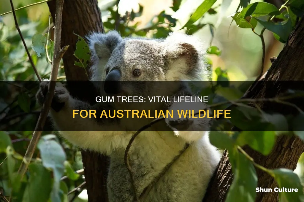what animals in australi depend on gum trees