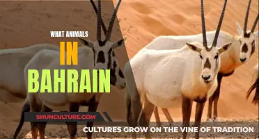 Discover Bahrain's Wildlife: A Diverse Kingdom