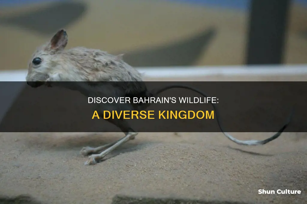 what animals in bahrain