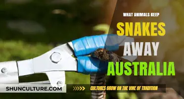 Natural Snake Repellents: Animals that Keep Snakes Away