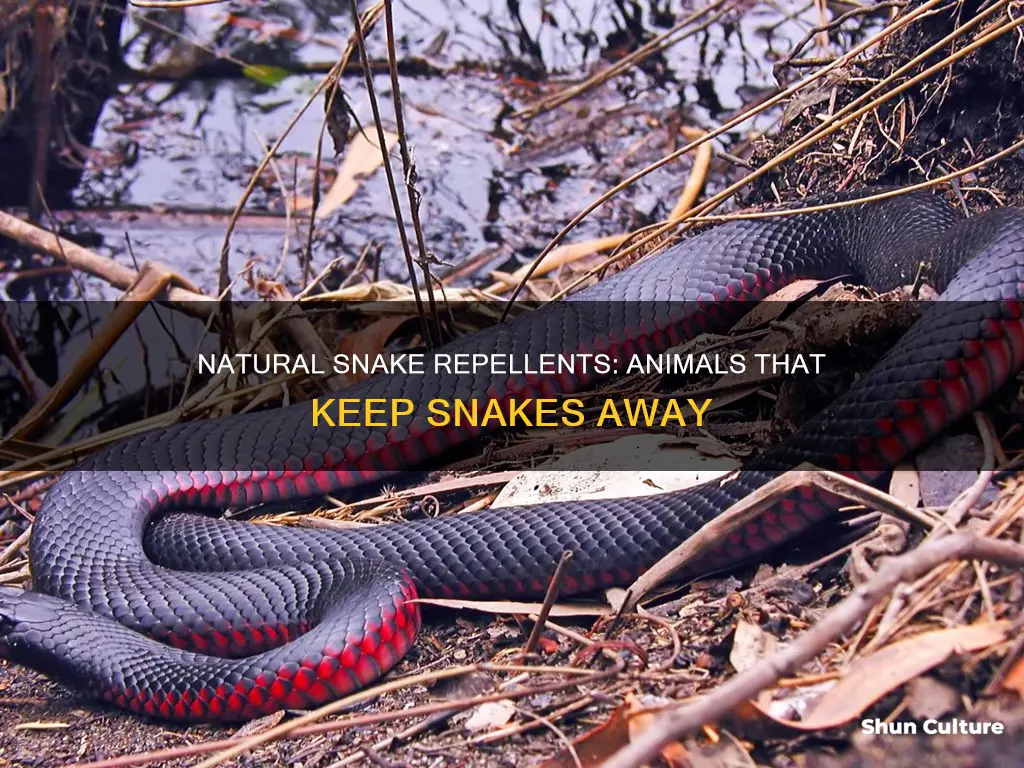 what animals keep snakes away australia