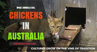 Deadly Predators of Chickens in Australia