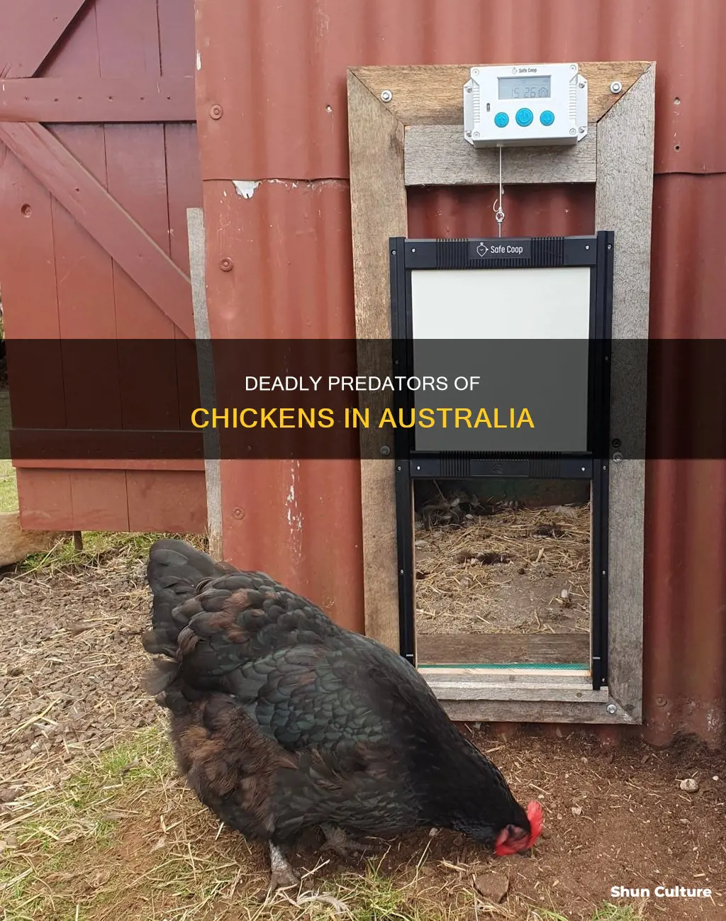 what animals kill chickens in australia