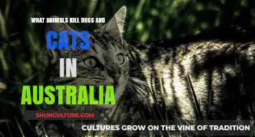 Deadly Dangers: Aussie Pets Face Predators
