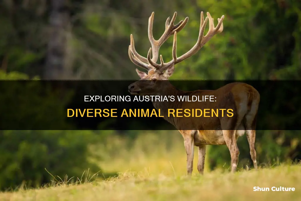 what animals live in austria