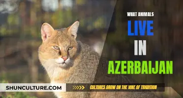 Discover Azerbaijan's Diverse Wildlife: Animal Species and Habitats