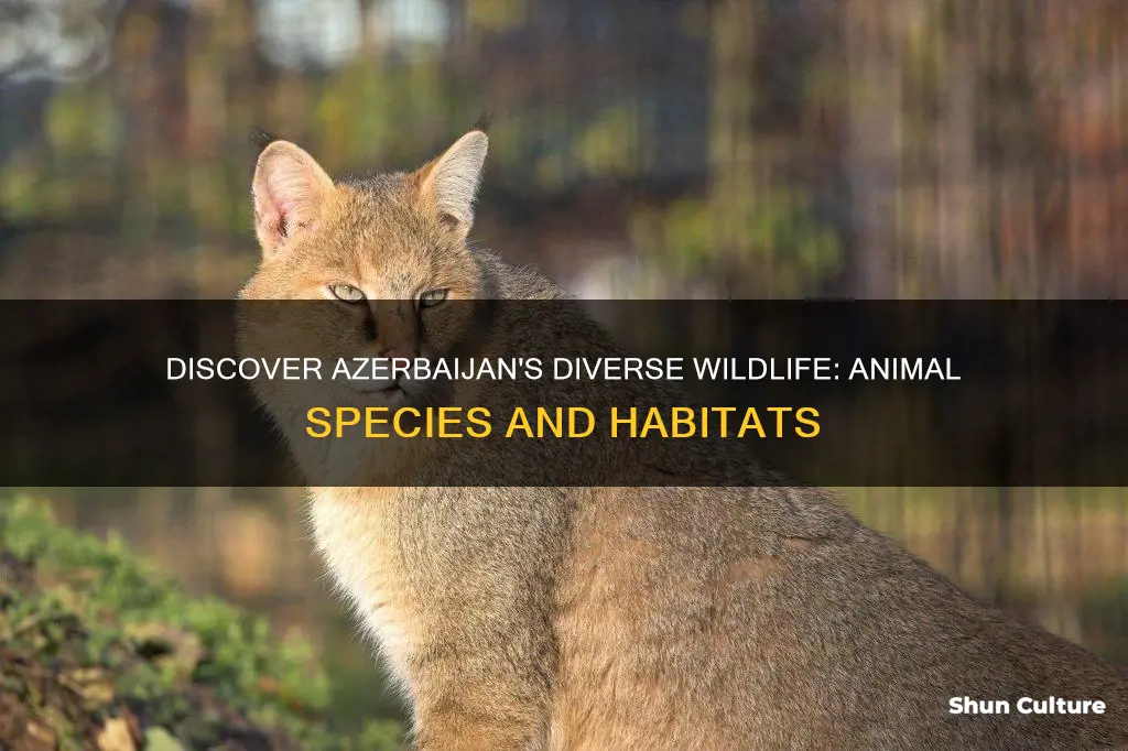 what animals live in azerbaijan