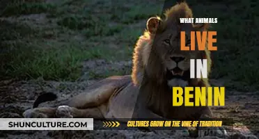 Exploring Benin's Biodiversity: A Glimpse into the Country's Fascinating Wildlife