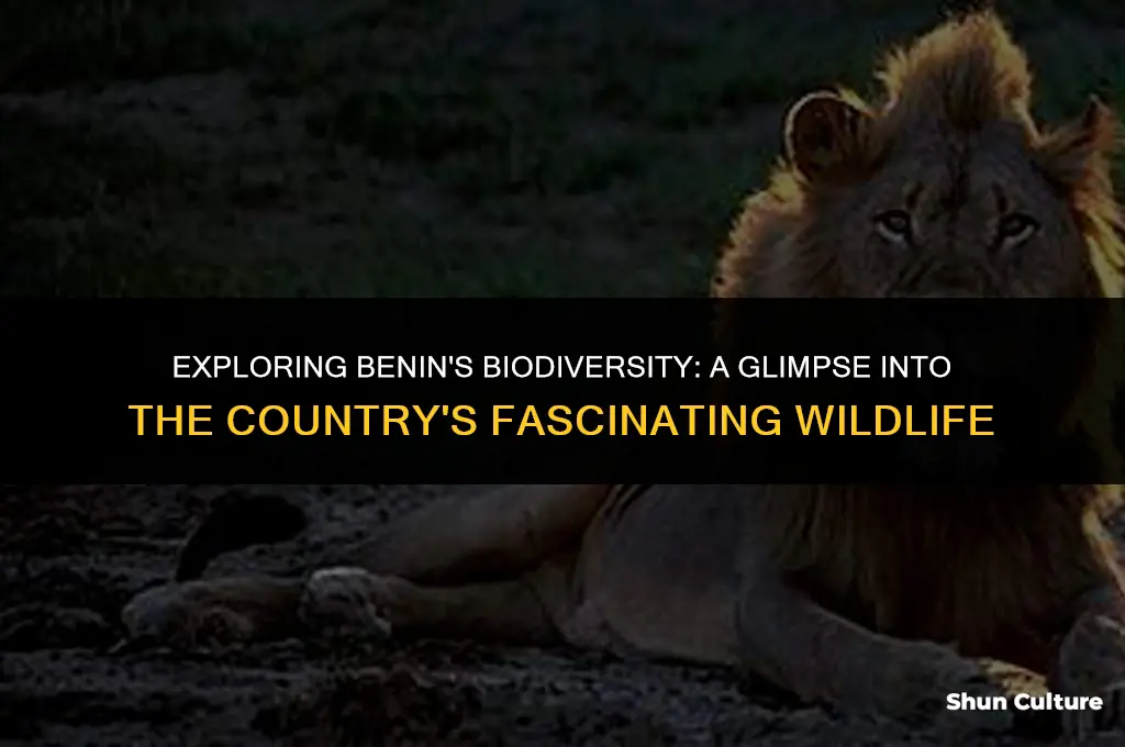 what animals live in benin