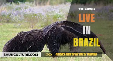 Discover Brazil's Wildlife: Animals Thriving in Its Diverse Ecosystems