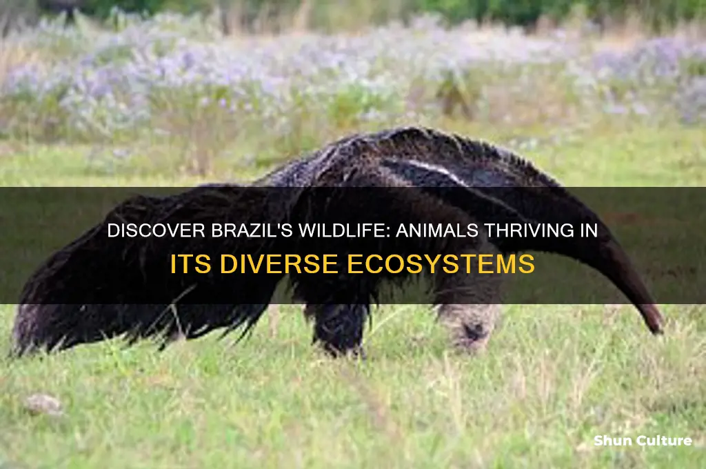 what animals live in brazil