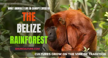 The Canopy's Residents: Unveiling the Wildlife of Belize's Rainforest Canopy Layer