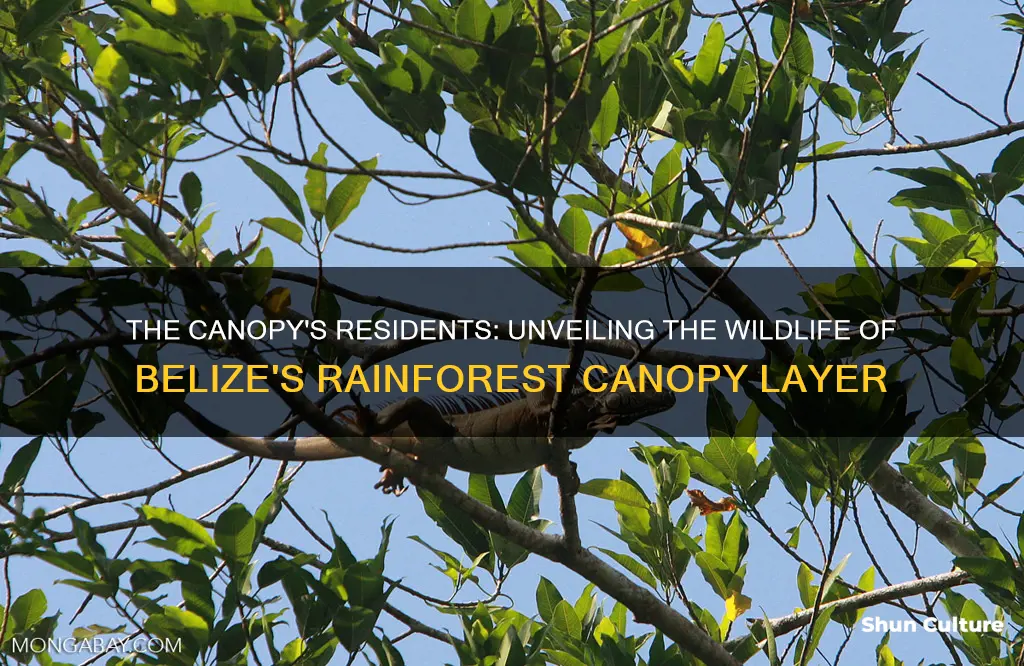 what animals live in canopy layer of the belize rainforest