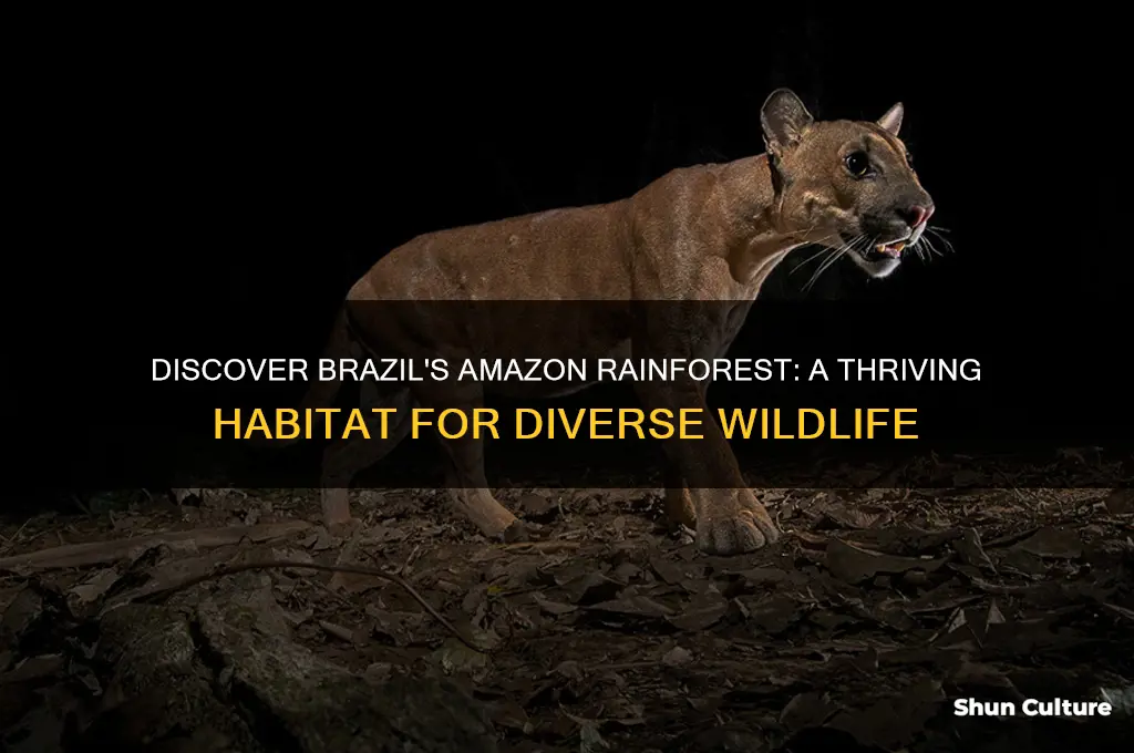what animals live in the amazon rainforest in brazil