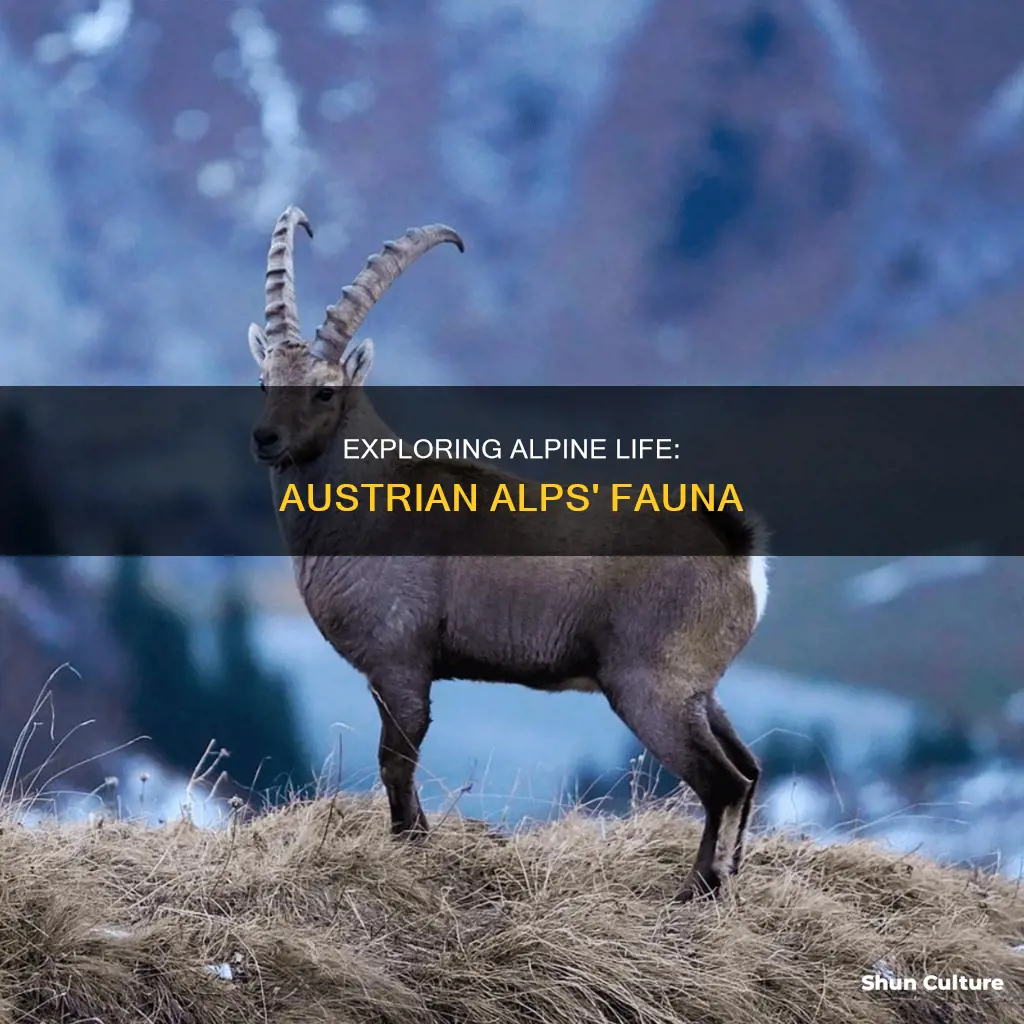 what animals live in the austrian alps