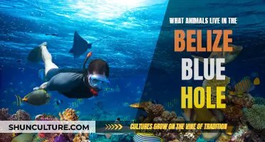 The Mysterious Dwellers of Belize's Blue Hole