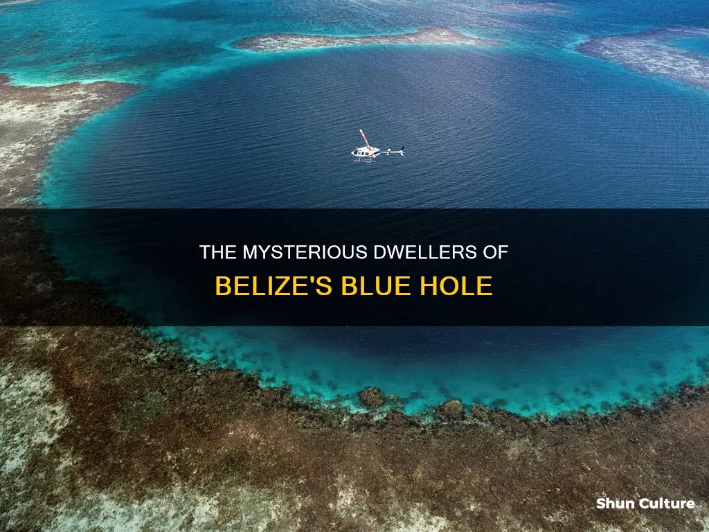 what animals live in the belize blue hole