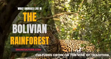 Exploring Bolivia's Rainforest: A Habitat for Unique Wildlife