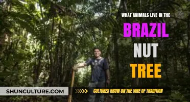 Discovering the Wildlife Inhabiting Brazil Nut Trees in the Amazon Rainforest