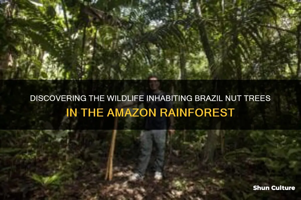 what animals live in the brazil nut tree