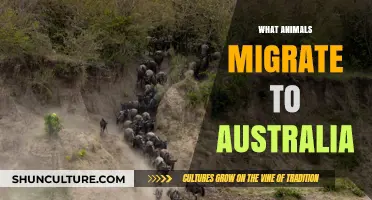 Migratory Animals: Australia's Seasonal Visitors