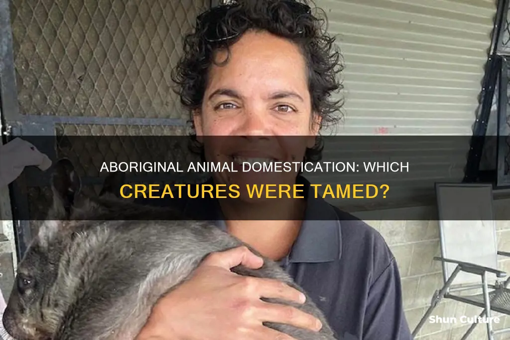 what-animals-were-domesticated-by-australian-aborigines