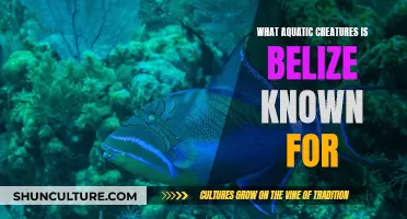 Belize's Aquatic Treasures: A Haven for Diverse Marine Life