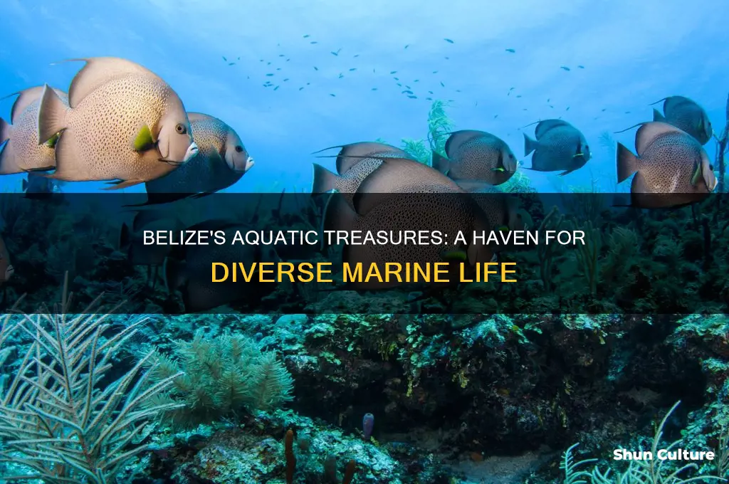 what aquatic creatures is belize known for