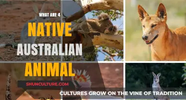 Exploring Four Unique Native Australian Animals