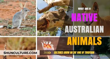 Discover Australia's Unique Wildlife: 8 Native Animals