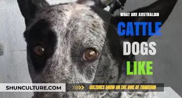Australian Cattle Dogs: Active, Loyal, and Protective